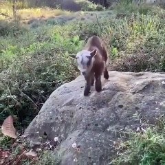 Cette petite chèvre est toute fière d'avoir réussi à monter sur un rocher. Regardez comment il le montre !