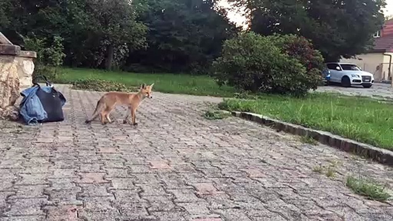 Cute Fox Comes in Close