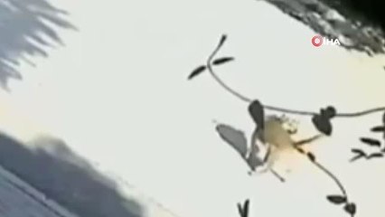 Otomobilin köpeği ezdiği anlar kamerada