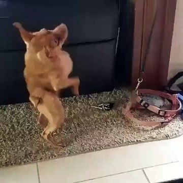 Hilarant ! Cette chienne adore jouer au criquet !