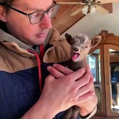 Admirez l'expression du bébé bouc quand il entend la voix de son papa. Précieux !!