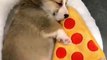 Cet adorable chiot ne dort jamais sans sa pizza. Trop chou !
