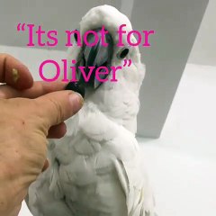 Ce perroquet a une dent contre les myrtilles. A mourir de rire !