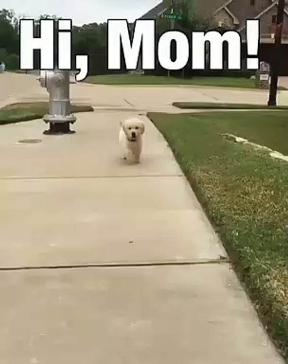 Magnifique ! Admirez la beauté de ce chiot quand il court !