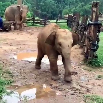 Quand un petit éléphant s'amuse avec des chiens, voici ce que donne !