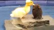 Ces petits canards prennent du bon temps dans une piscine ! Trop mimi !