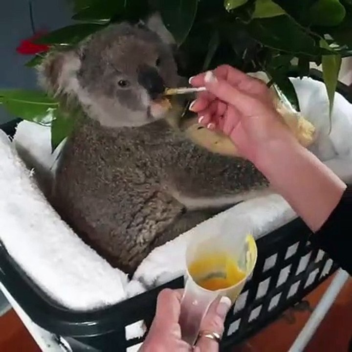 Ce koala orphelin mange pour la première fois depuis longtemps. Émouvant !
