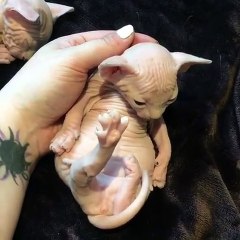 Ce sphynx blanc peut faire fondre n'importe quel cœur. Trop beau !