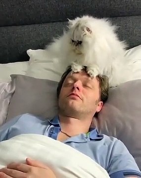 Cette boule de poils adore donner des massages. Admirez !