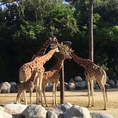 Elles sont très belles ces girafes. Admirez les !