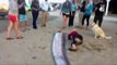 Ils découvrent une créature marine de plus de 8m de long sur une plage de Californie.