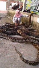 Cette femme joue avec plusieurs pythons géants... Impressionnant