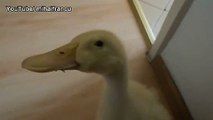 Avoir un petit canard comme animal de compagnie... Adorable