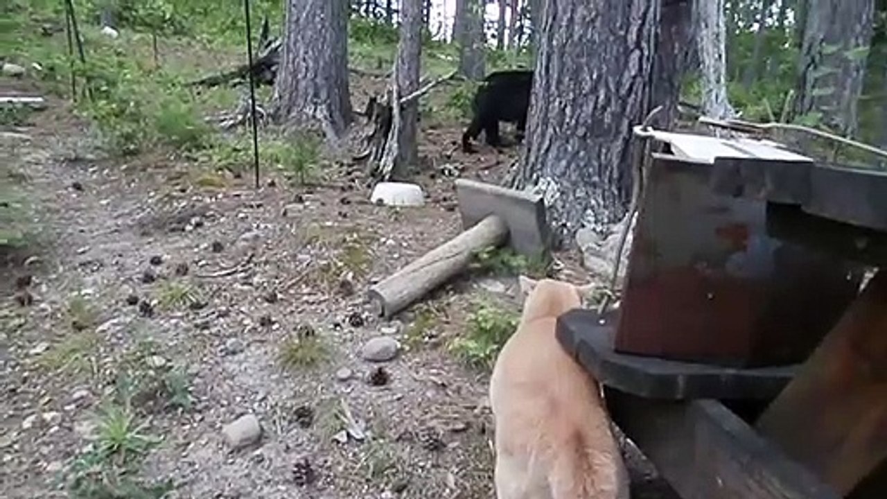 Un chat fait fuir un ours : la petite bête qui mange la grosse