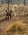 Ce lion demande pardon à un chien : moment adorable