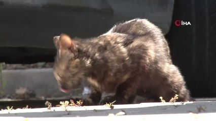 Üniversiteli Alara'nın ölmeden önceki hayali gerçek oldu