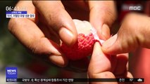 [스마트 리빙] 열대과일 '리치' 빈속에 먹지 마세요