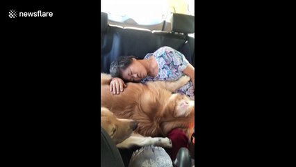 Adorable moment grandmother and golden retriever cuddle up on road trip in Thailand