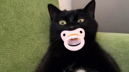 Les chats ont leurs bizarreries non récurrentes