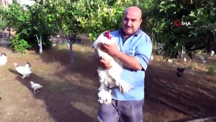 Dünya'nın en küçük horozu ile en büyüğü dikkat çekiyor