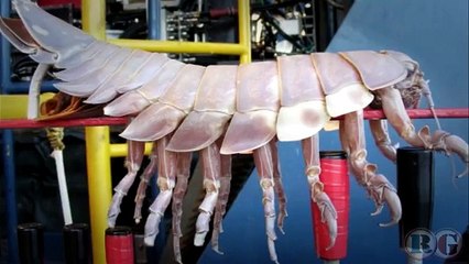Criaturas bizarras que vivem no fundo do oceano.