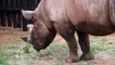 خمسة حيوانات وحيد القرن تصل إلى رواندا من تشيكيا