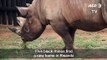 Five rhinos resettled in Rwanda from Czech Zoo