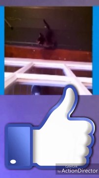 dream cats you can see now