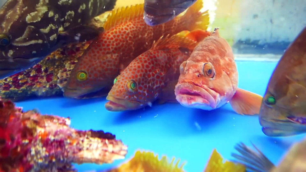 Japanese Street Food - RED SEA CUCUMBER Seafood Japan