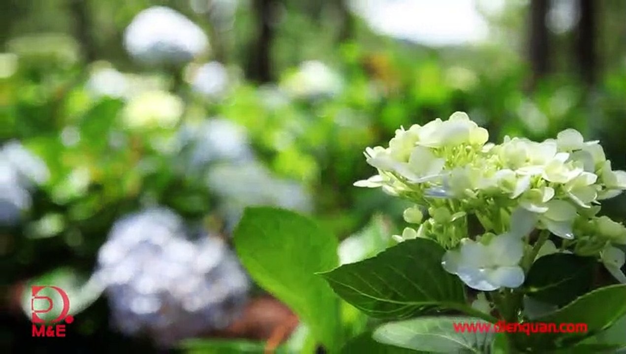 Bộ Tứ Ảo Thuật - Tập 24 - Khám Phá Đà Lạt P.2