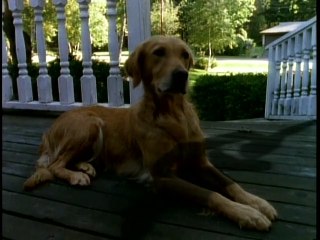 Escalofríos: Lo Encontramos bajo el Fregadero