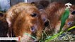 Watch: Beaver Parents Spending Quality Time With Their 7 Babies