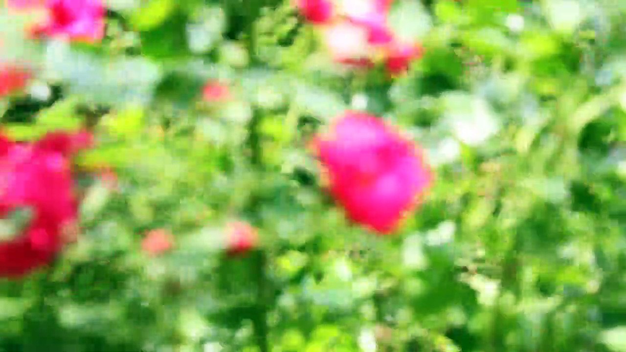 Pinneberg - Rosen- und Pflanzenmarkt Juni 2014 /Full Film/Complete Movie/Ganzer Film