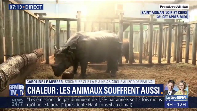 En pleine canicule au zoo de Beauval, les animaux sont arrosés pour les rafraîchir