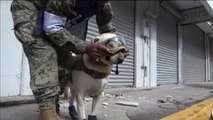 Frida, el perro de la Marina de México, se retira