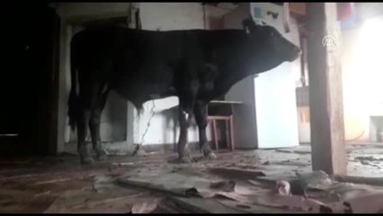 "Aşıdan kaçan" dana eve girdi