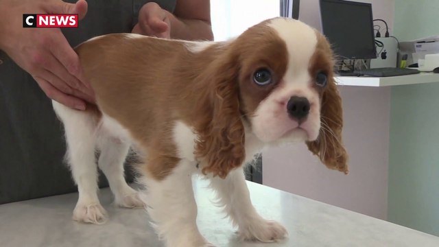 Canicule : comment protéger ses animaux domestiques?