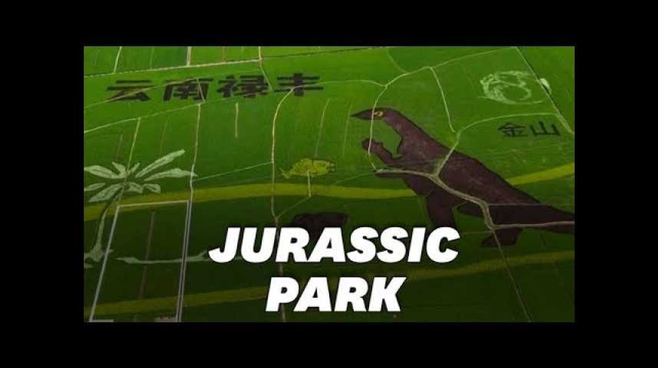 En Chine, cette rizière est devenue une oeuvre d'art géante