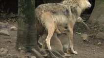 Seis cachorros de lobo en peligro de extinción se convierten en las estrellas de un zoológico de Ciudad de México