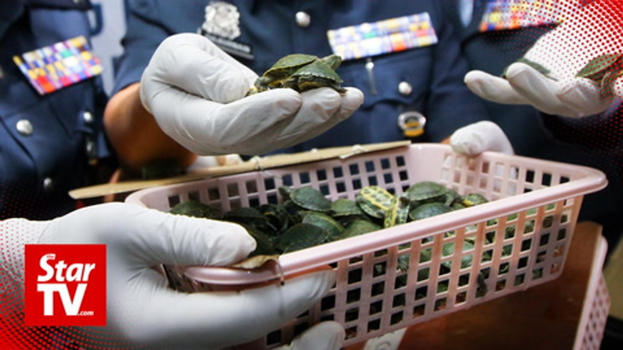 Customs bust attempt to smuggle baby turtles, meth at klia2