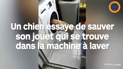 Ce chien tente de sauver son jouet qui se trouve dans la machine à laver