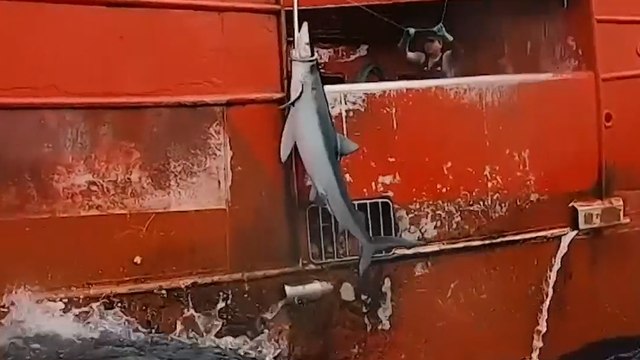 Greenpeace dénonce la surpêche de requins dans l'Atlantique Nord