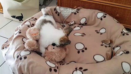 Phloème et le gros nounours