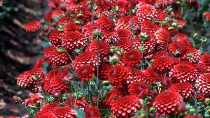 How to dividing your Dahlia