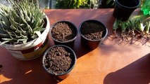 How to grow aloe vera  -Aloe aristata