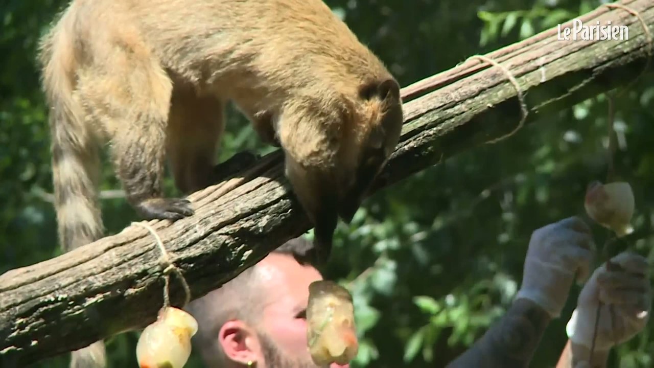 Canicule : les animaux du zoo de Rome nourris aux fruits glacés