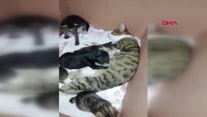 KOCAELİ YAVRU KÖPEK, YENİ DOĞUM YAPAN KEDİNİN SÜTÜYLE BESLENİYOR