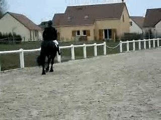 frison concours dressage