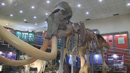 В Якутии найдены обработанные человеком останки мамонта