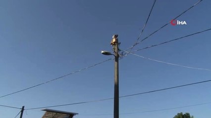 Dikkatsiz sürücü leylek yuvasını yıktı, kuşlar telef olmaktan son anda kurtuldu